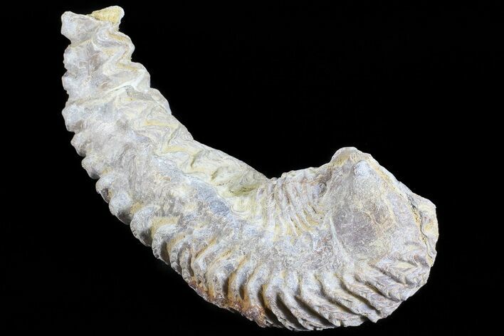 Cretaceous Fossil Oyster (Rastellum) - Madagascar #69649